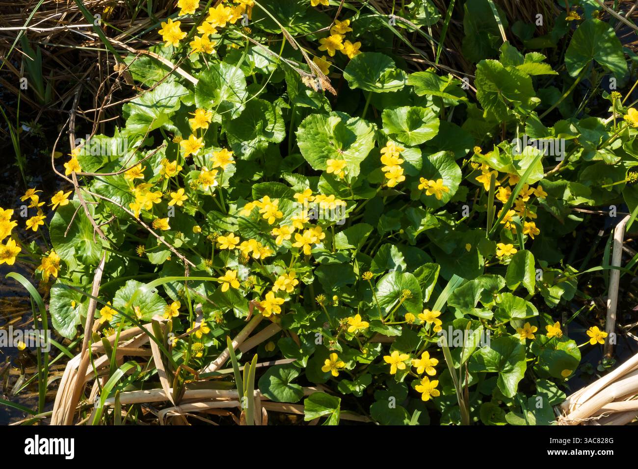 Gelbe Marsh Marigold, Caltha palustris, Blumen auf dem Bett von üppig grünen Blättern. Stockfoto