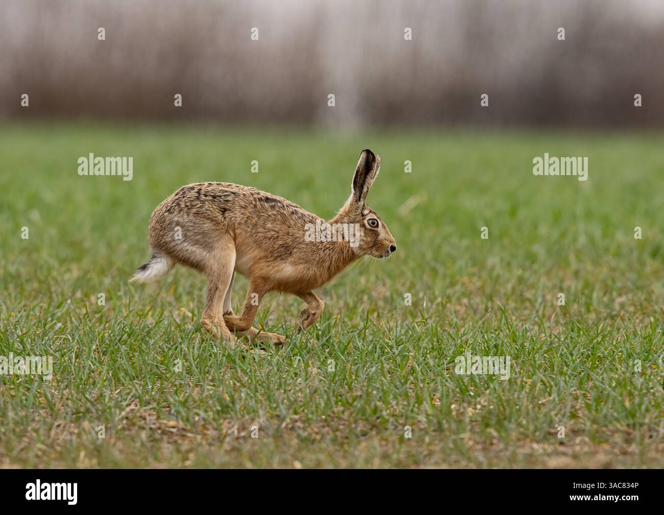 Ein Nahaufnahme eines wilden Braunen Hasen ( Lepus europaeus), der über den Weizen läuft und seine langen Beine und seine flexible Wirbelsäule zeigt. Suffolk, Großbritannien. Stockfoto