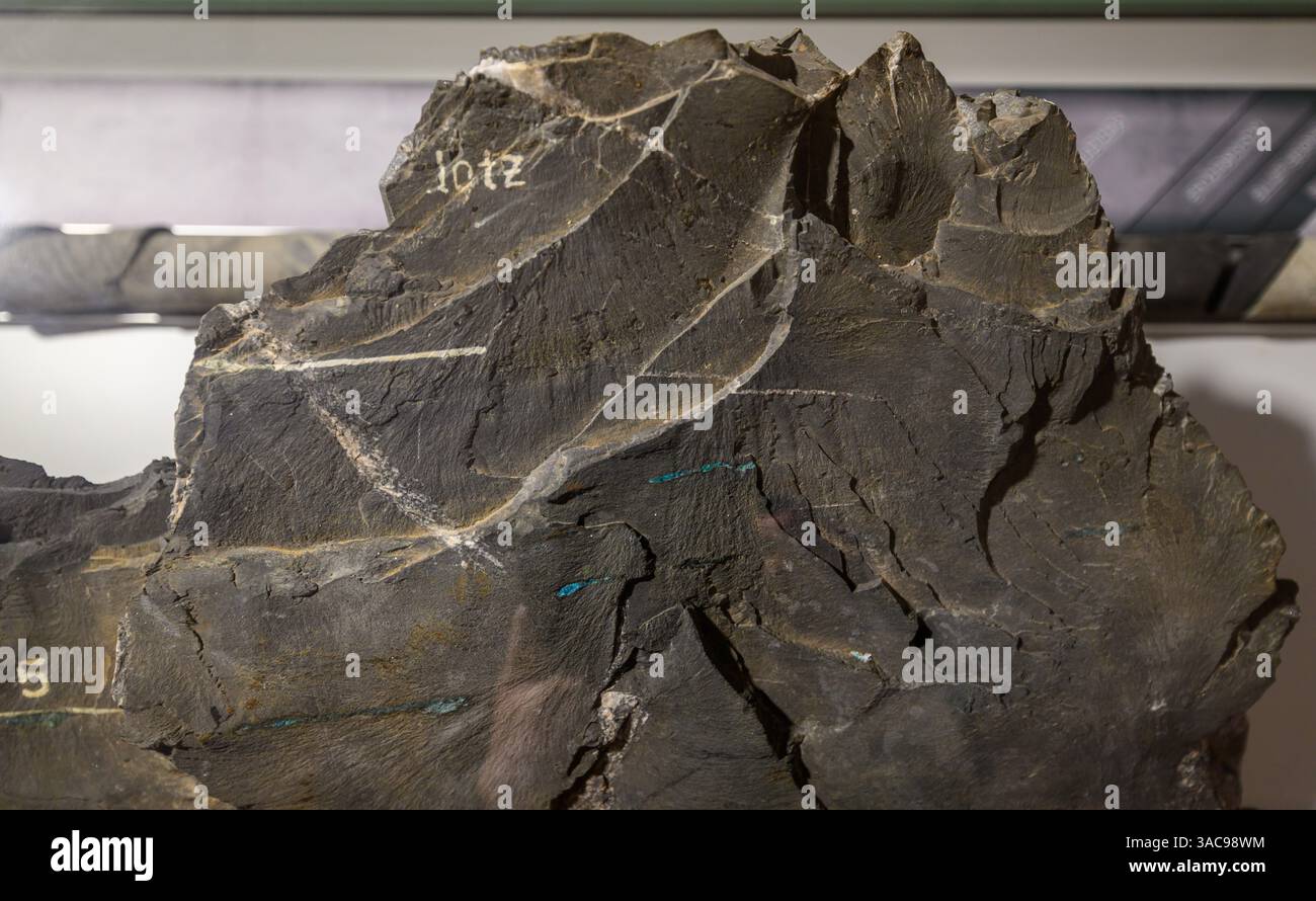 PRODUKTION - 02. April 2025, Sachsen-Anhalt, Sangerhausen: Kupferschiefernaht in der Ausstellung im Erlebniszentrum Bergbau Röhrigschacht Wettelrode. Die ersten Bergleute begannen vor 825 Jahren in der Region Mansfeld mit dem Graben nach Kupfererz. Ab 1750 wurde ein intensiver Bergbau durchgeführt. Insgesamt wurden rund 2,6 Millionen Tonnen Kupfer und 14.213 Tonnen Silber aus dem Erz in der Region gewonnen. Bis Dezember werden insgesamt 38 Veranstaltungen an den Beginn der Bergbau- und Hüttenwirtschaft in der Region Mansfeld erinnern. Als bedeutender Kupfer- und Silberproduzent trug die Region zur wirtschaftlichen Entwicklung bei Stockfoto