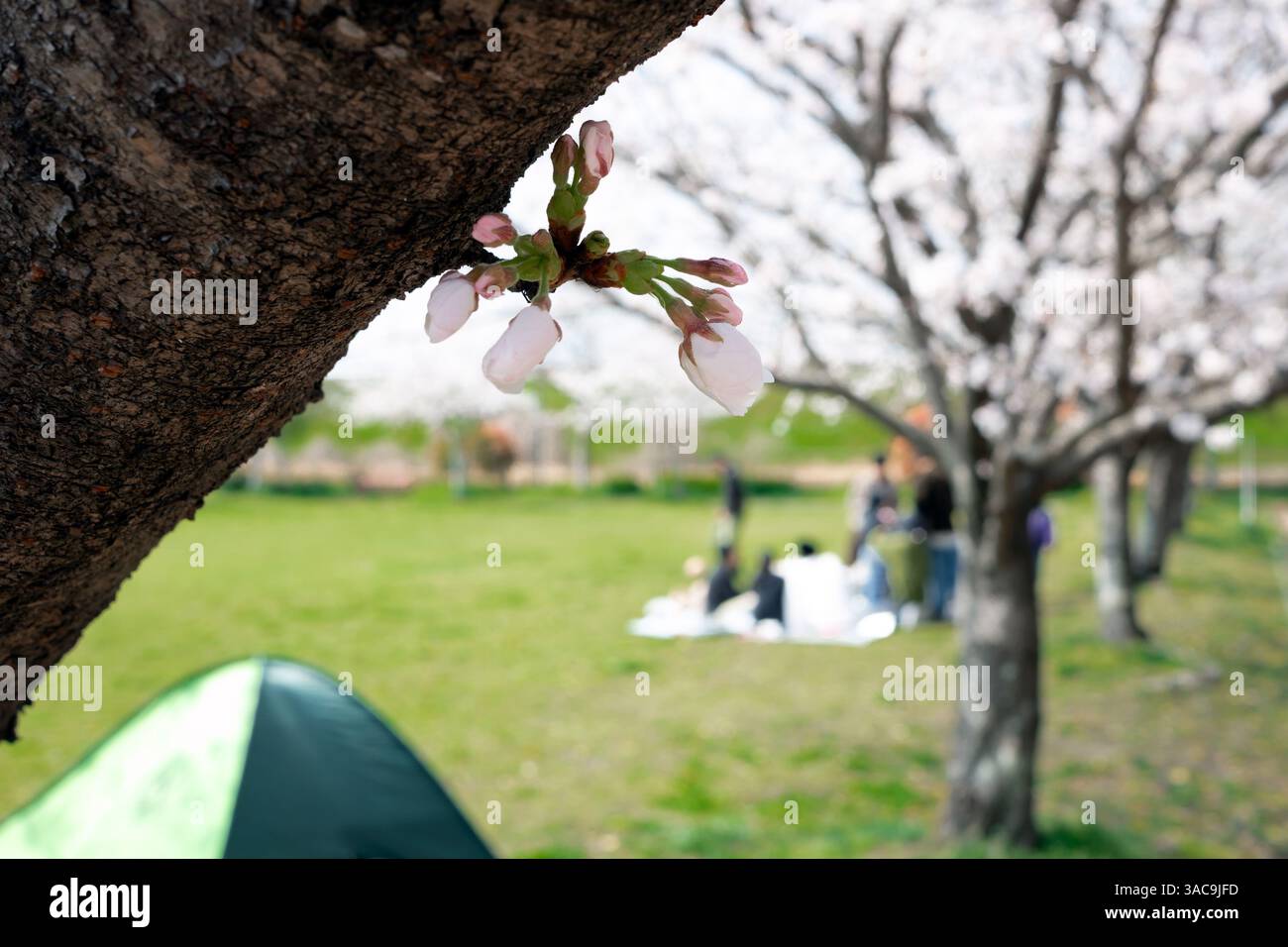 Menschen und Familien machen ein Picknick unter dem Kirschblüten-Sakura-Baum in Japan Stockfoto