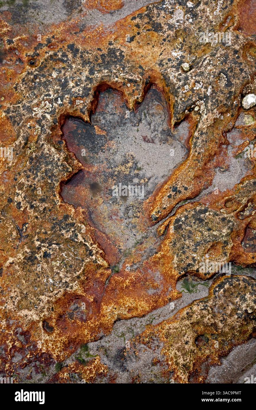 Dinosaurier-Fußabdruck sichtbar bei Ebbe am Ufer von Kildonan auf der Isle of Arran, Schottland, Großbritannien. Stockfoto