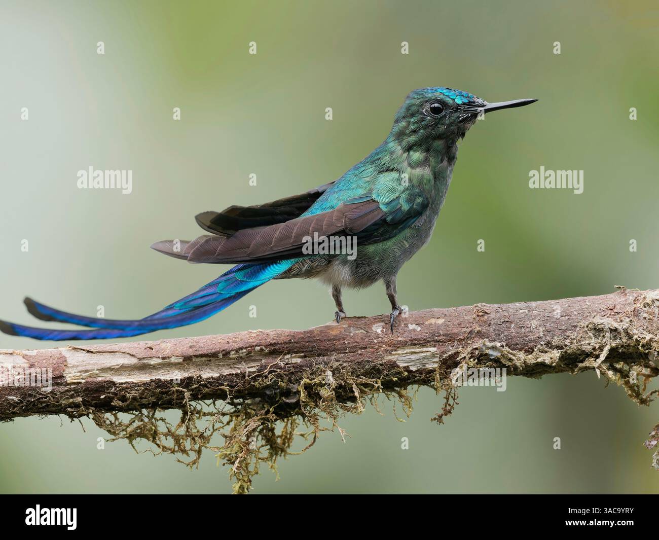 Langheck Sylph Stockfoto