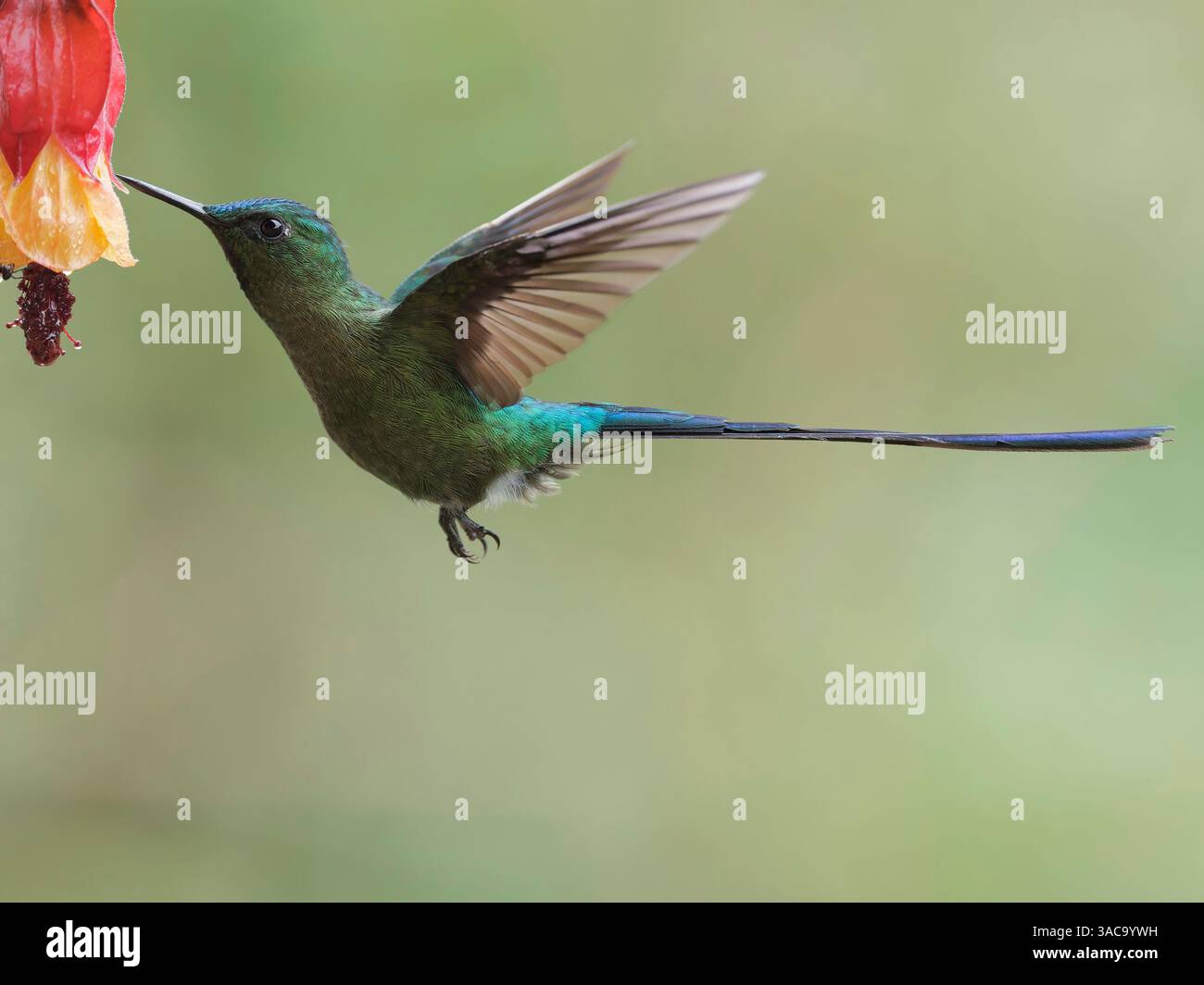Langheck Sylph Stockfoto