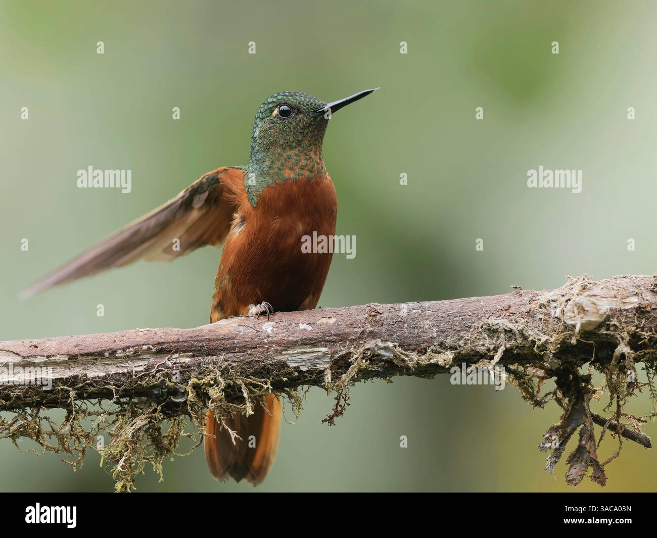 Chestnut Breasted Coronet Stockfoto
