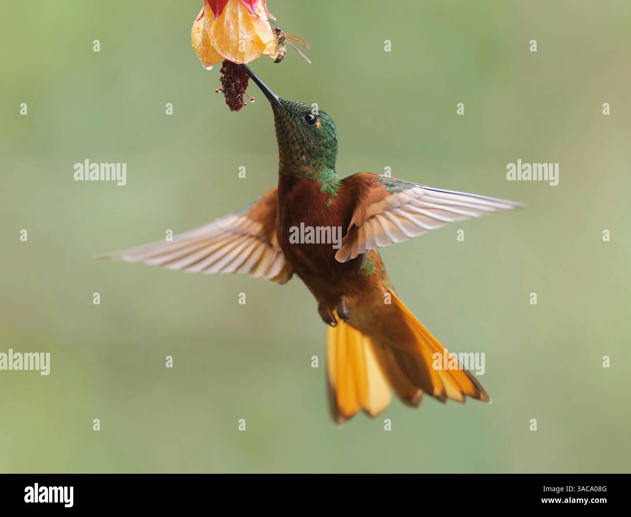 Chestnut Breasted Coronet Stockfoto