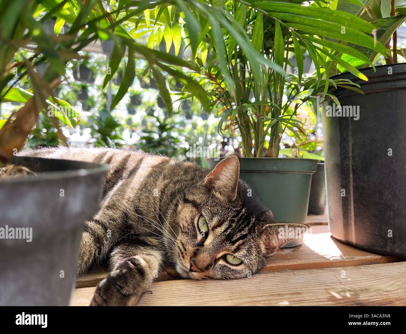 Niedliche Katze, die sich in tropischen Zimmerpflanzen in einem Gewächshaus einer Pflanzenzüchtung entspannt Stockfoto