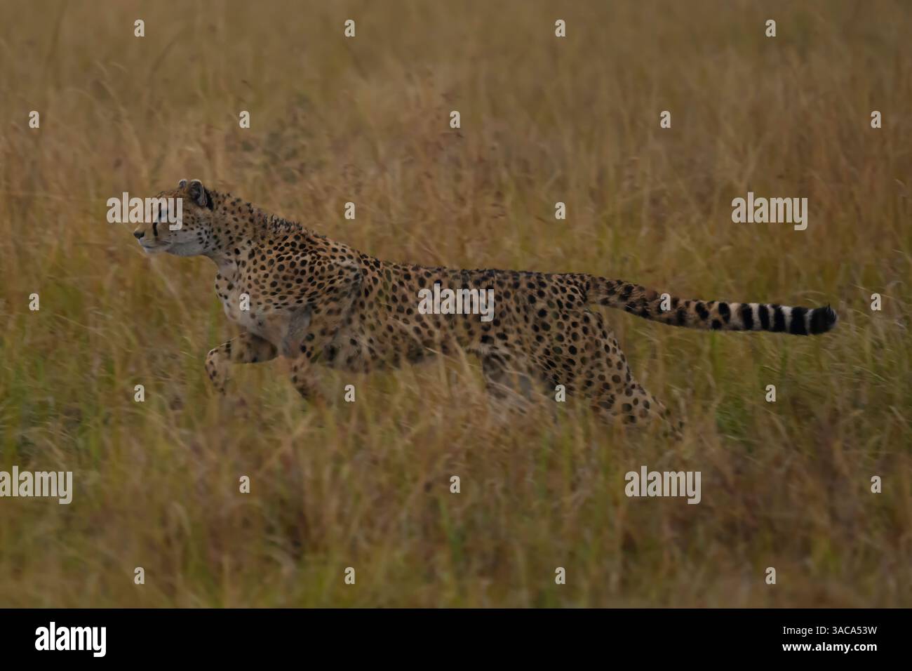 Geparden, die durch die Gräser laufen, Masai Mara, Kenia Stockfoto