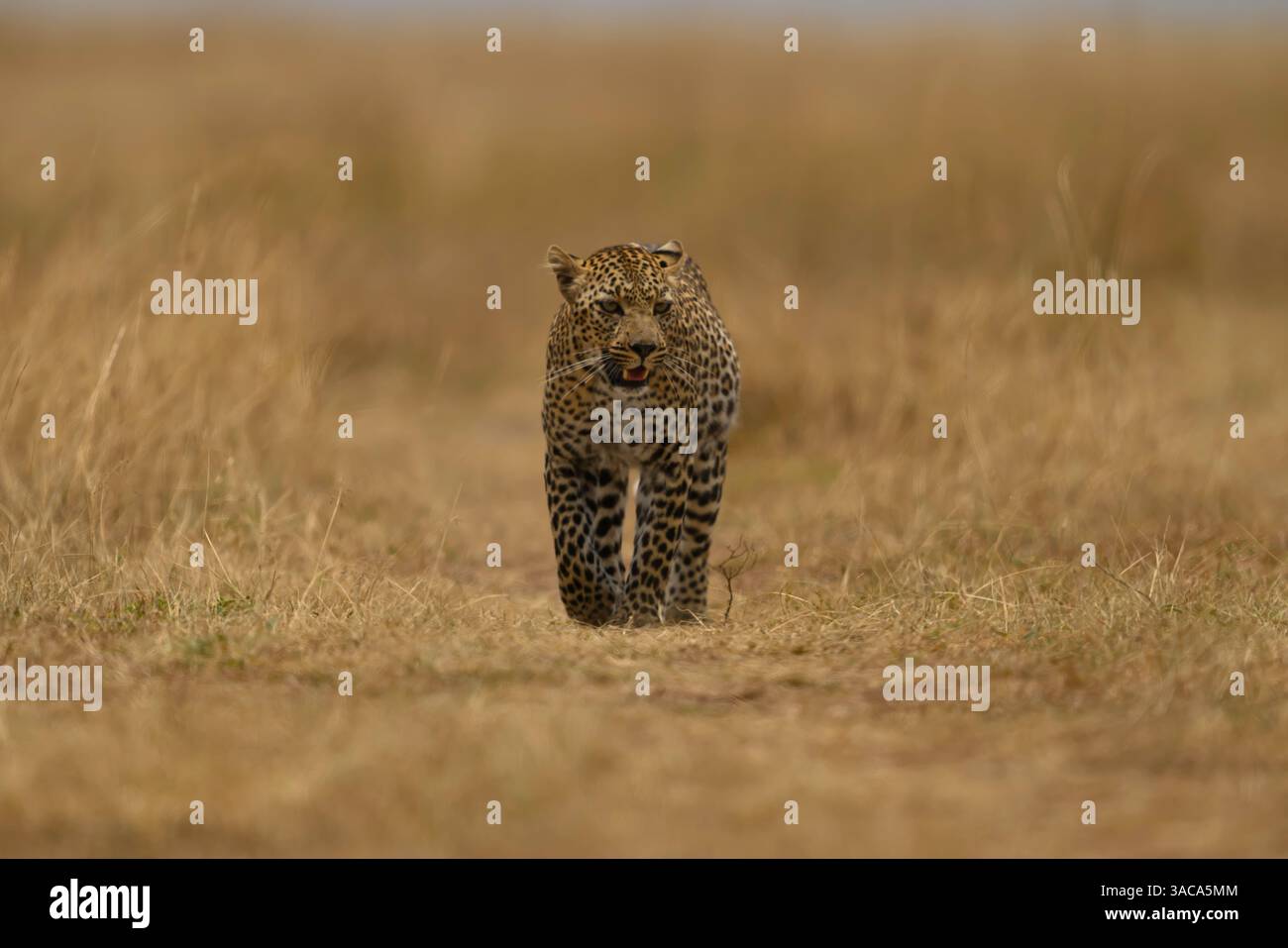 Der weibliche Leopard, bekannt als Falau, der durch die Ebenen geht, Masai Mara, Kenia Stockfoto