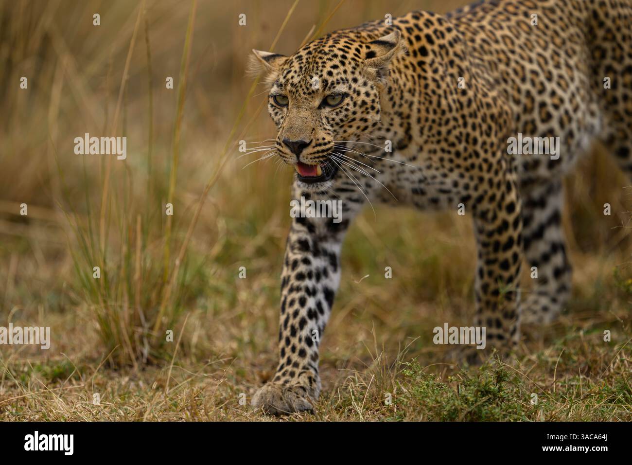 Der weibliche Leopard, bekannt als Falau, der durch die Ebenen geht, Masai Mara, Kenia Stockfoto