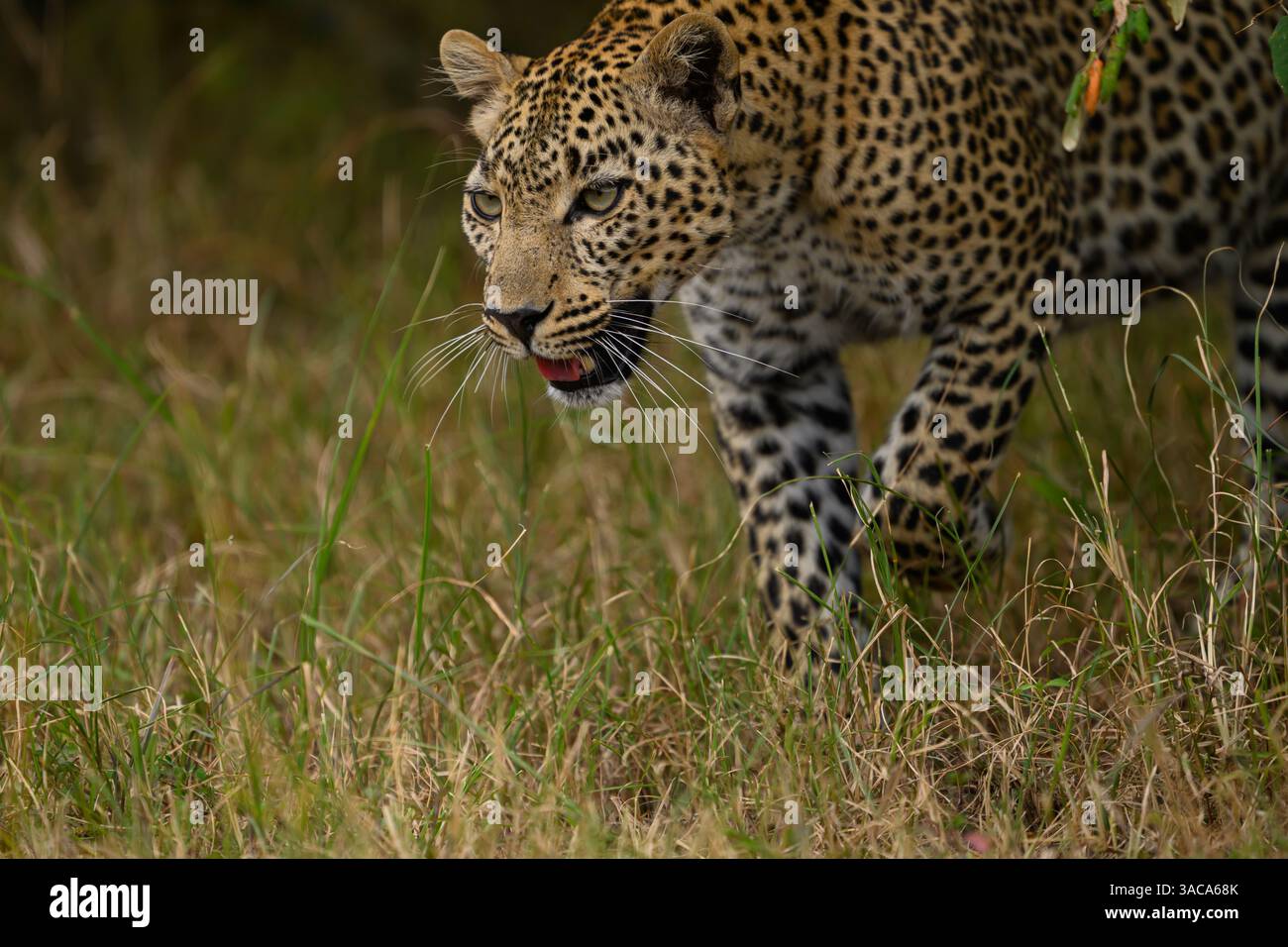 Der weibliche Leopard, bekannt als Falau, der durch die Ebenen geht, Masai Mara, Kenia Stockfoto