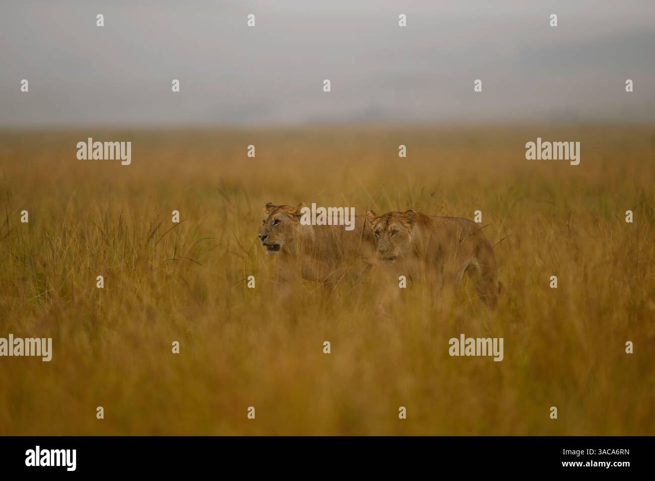 Löwin, die durch hohe Gräser geht, Masai Mara Reserve, Kenia Stockfoto