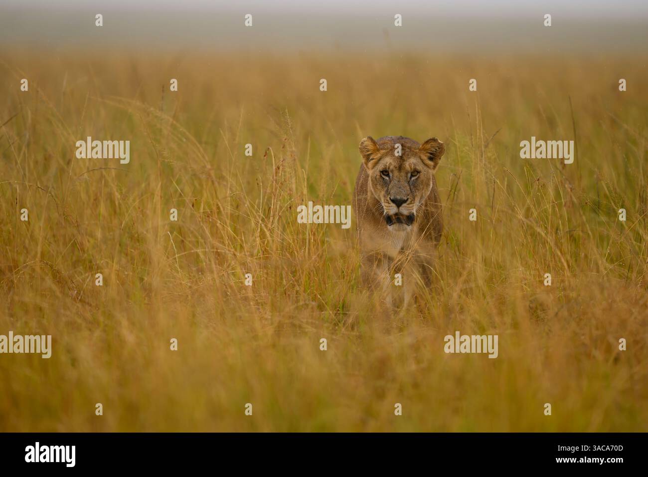 Löwin, die durch hohe Gräser geht, Masai Mara Reserve, Kenia Stockfoto
