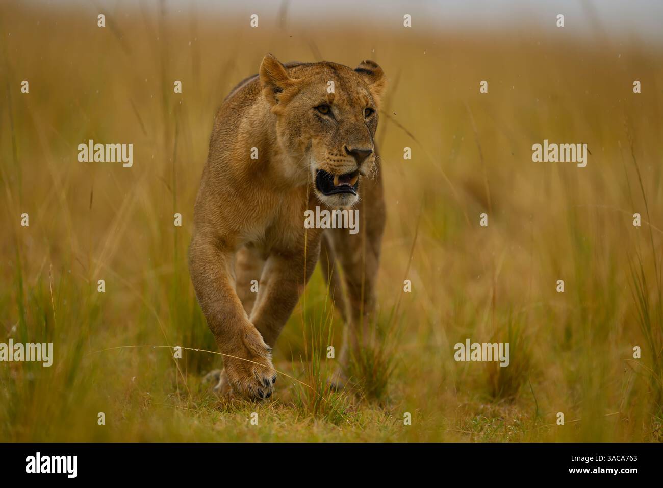 Löwin, die durch hohe Gräser geht, Masai Mara Reserve, Kenia Stockfoto