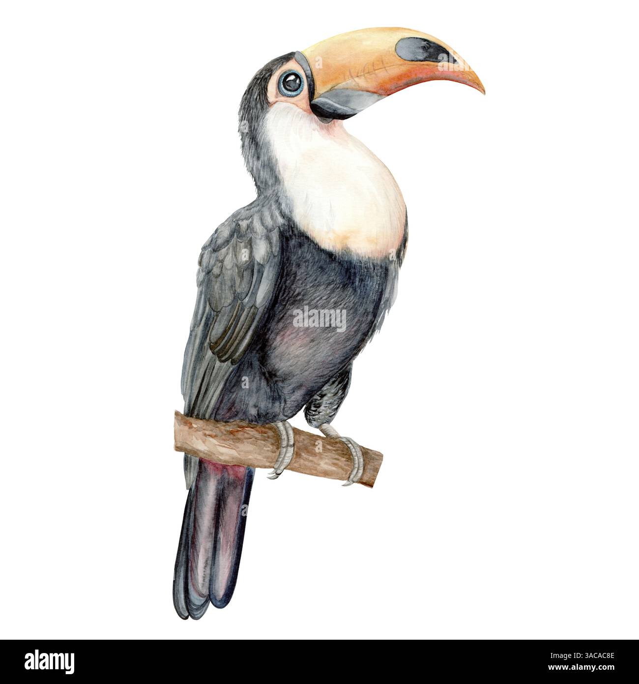 Tukanvogel. Aquarellabbildung. Handgezeichnet in Pastellfarben Schokolade Baum Früchte und Blumen für Verpackungen, Textilien und botanische Designs Stockfoto