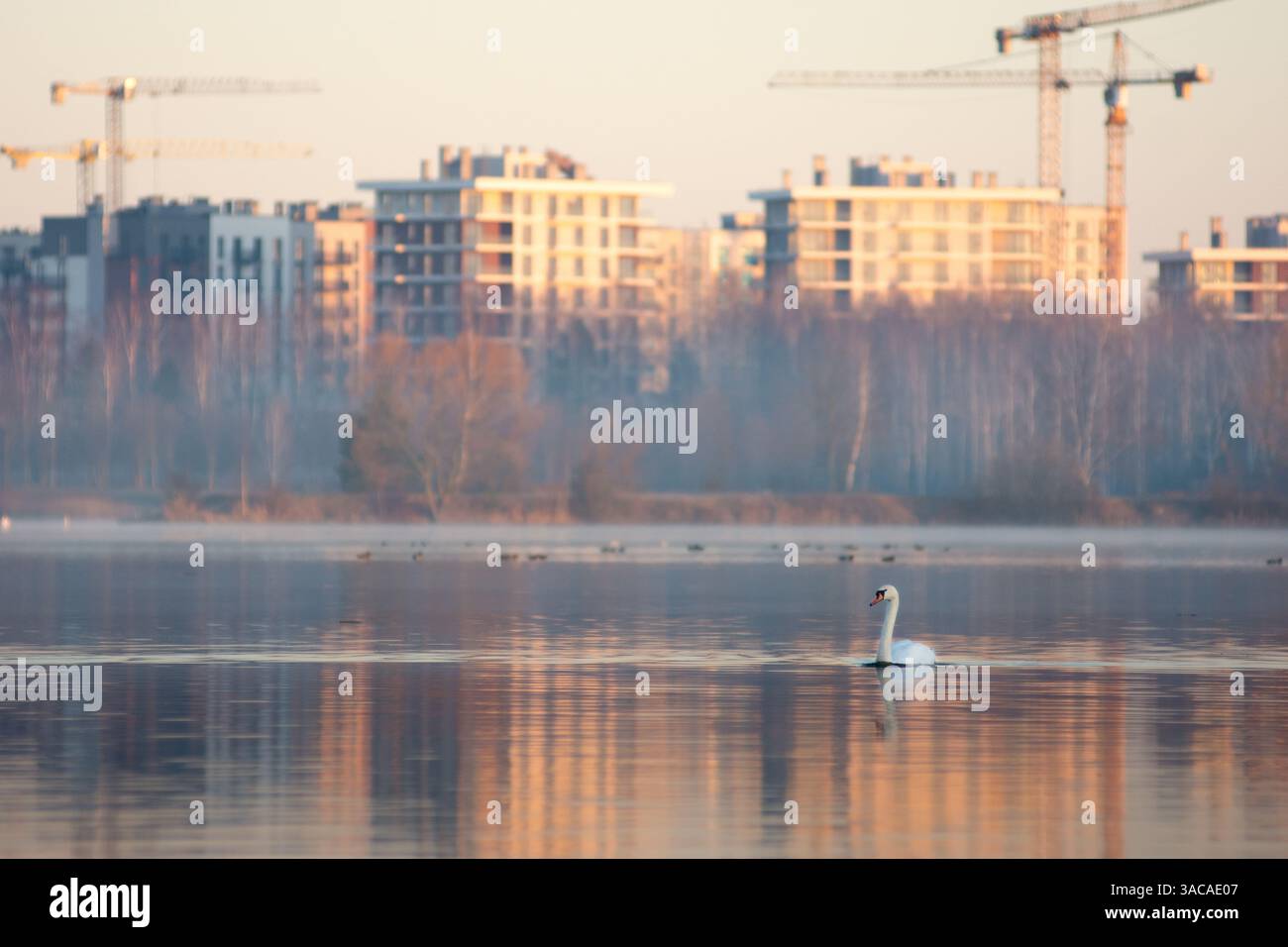 Ein Schwan schwimmt in einem Teich vor dem Hintergrund einer Stadt im Bau Stockfoto