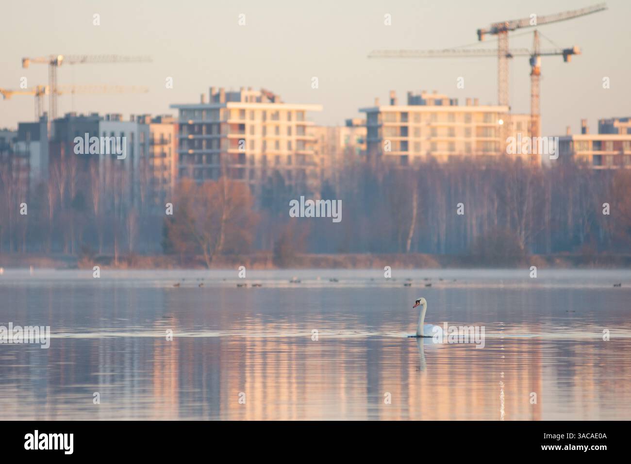 Ein Schwan schwimmt in einem Teich vor dem Hintergrund einer Stadt im Bau Stockfoto