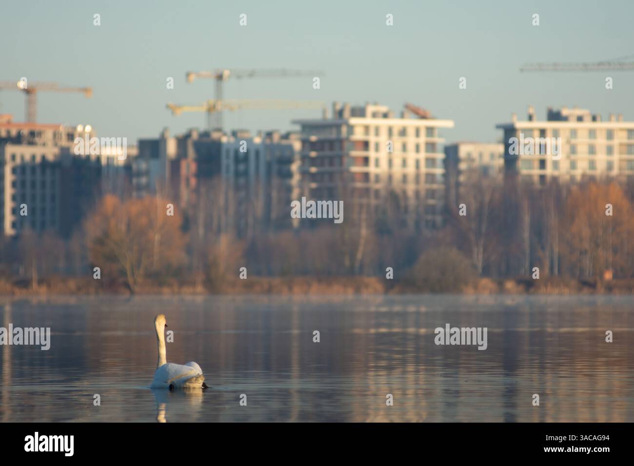 Ein Schwan schwimmt in einem Teich vor dem Hintergrund einer Stadt im Bau Stockfoto