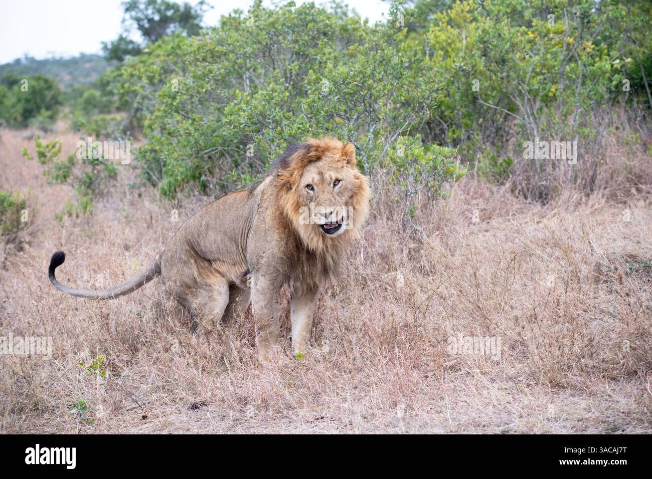 Afrikanischer Löwe (Panthera Leo) ist stolz auf männliche Patrouillen und Duft, der sein Territorium markiert Stockfoto