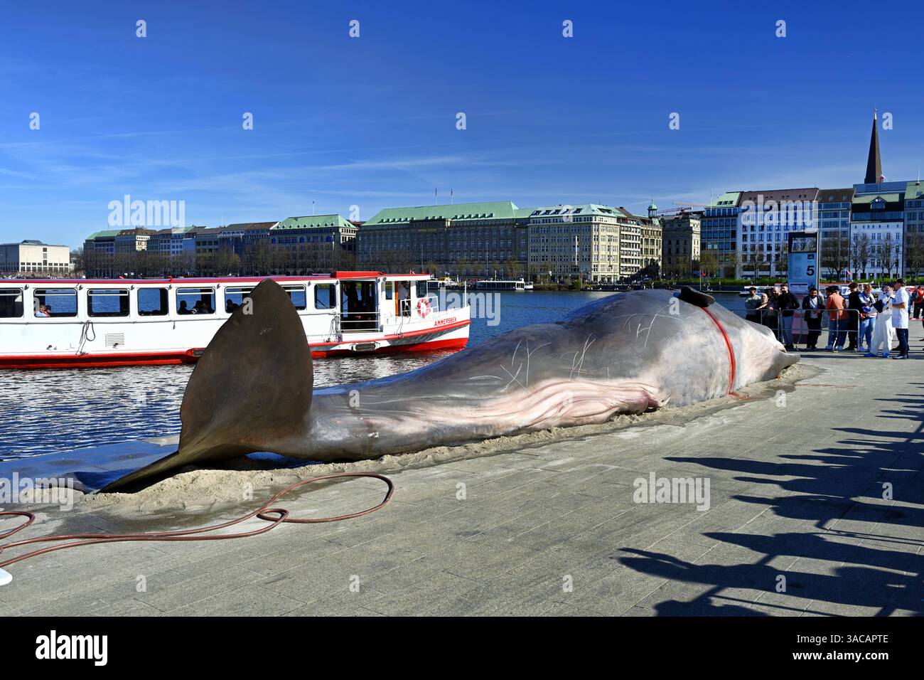 15 Meter lange Attrappe eines Pottwals an der Binnenalster in Hamburg, Deutschland. Eine Kunstaktion der belgischen Künstlergruppe Captain Boomer Collective, das auf die Folgen von Klimawandel und Umweltzerstörung aufmerksam machen will, nur redaktionelle Nutzung *** 15 Meter lange Pottwalpuppe auf der Inneren Alster in Hamburg, Deutschland ein Kunstprojekt der belgischen Künstlergruppe Captain Boomer Collective, das auf die Folgen des Klimawandels und der Umweltzerstörung aufmerksam machen soll, nur für redaktionelle Zwecke Stockfoto