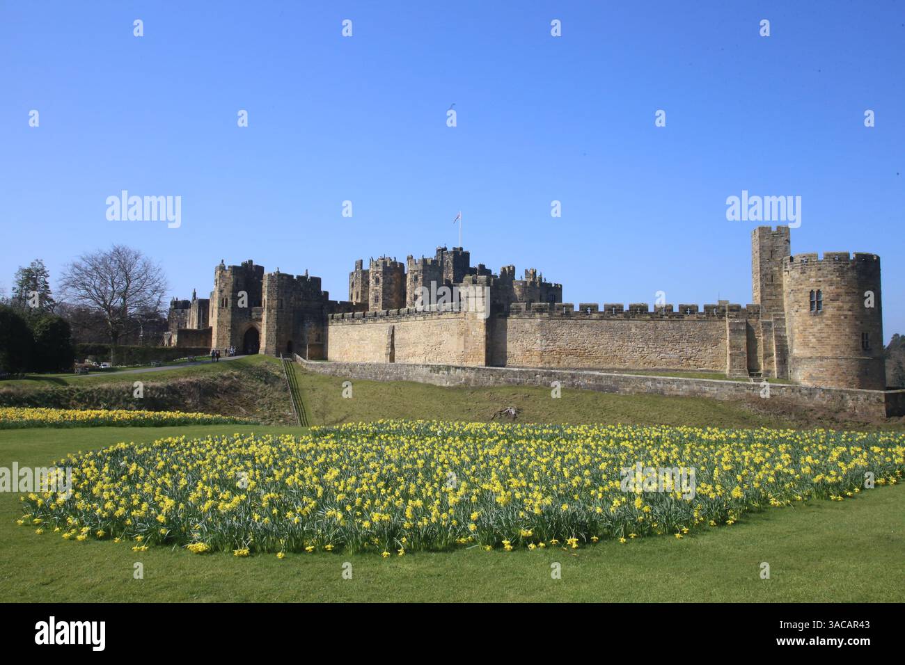 Alnwick Castle, Northumberland. 3. April 2024, UK Wetter: Alnwick Castle in Northumberland mit Narzissen als Frühling in ganz Großbritannien ankommt, Credit:DEW/Alamy Live News Stockfoto
