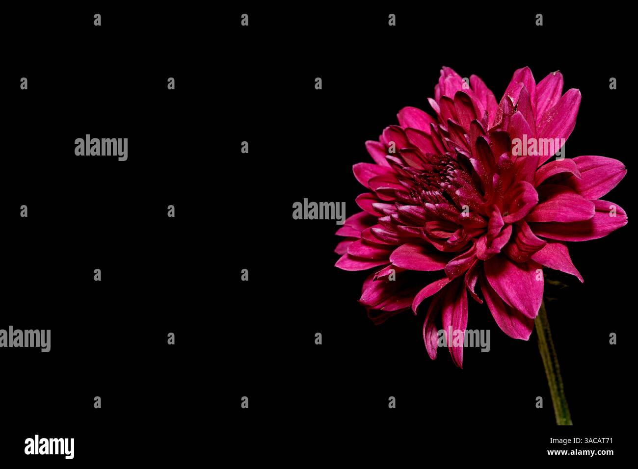 Schwarzer Hintergrund mit einer Blume minimalistisch Stockfoto