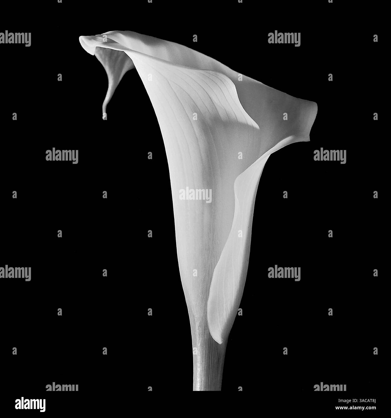 Single schwarz-weiß, weiße lilly Stockfoto