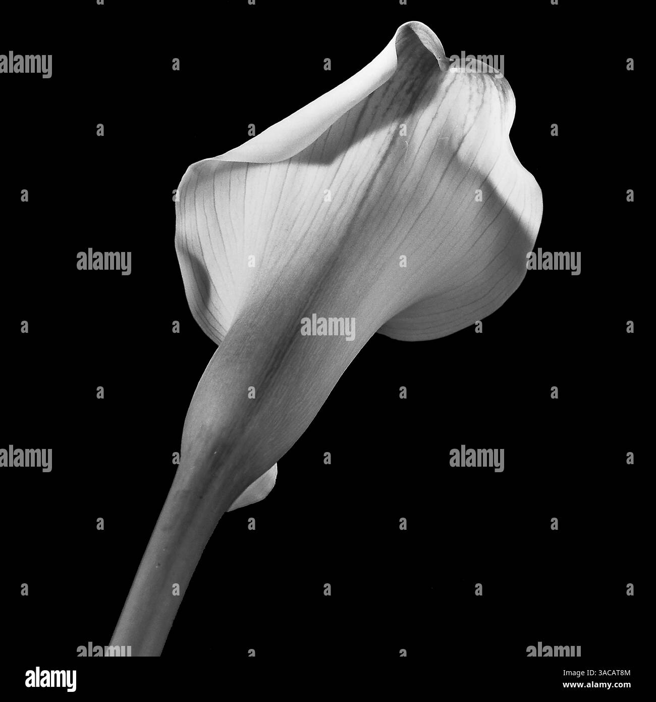 Single schwarz-weiß, weiße lilly Stockfoto