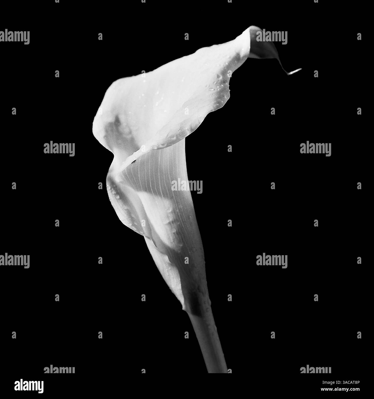 Single schwarz-weiß, weiße lilly Stockfoto