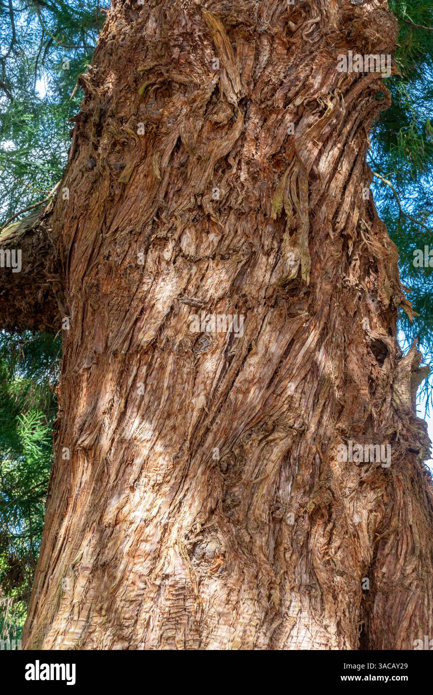 Japanischer Zedernbaum (Cryptomeria japonica), der die fasrige rotbraune Rinde zeigt. Dieser Baum wurde 1852 gepflanzt Stockfoto