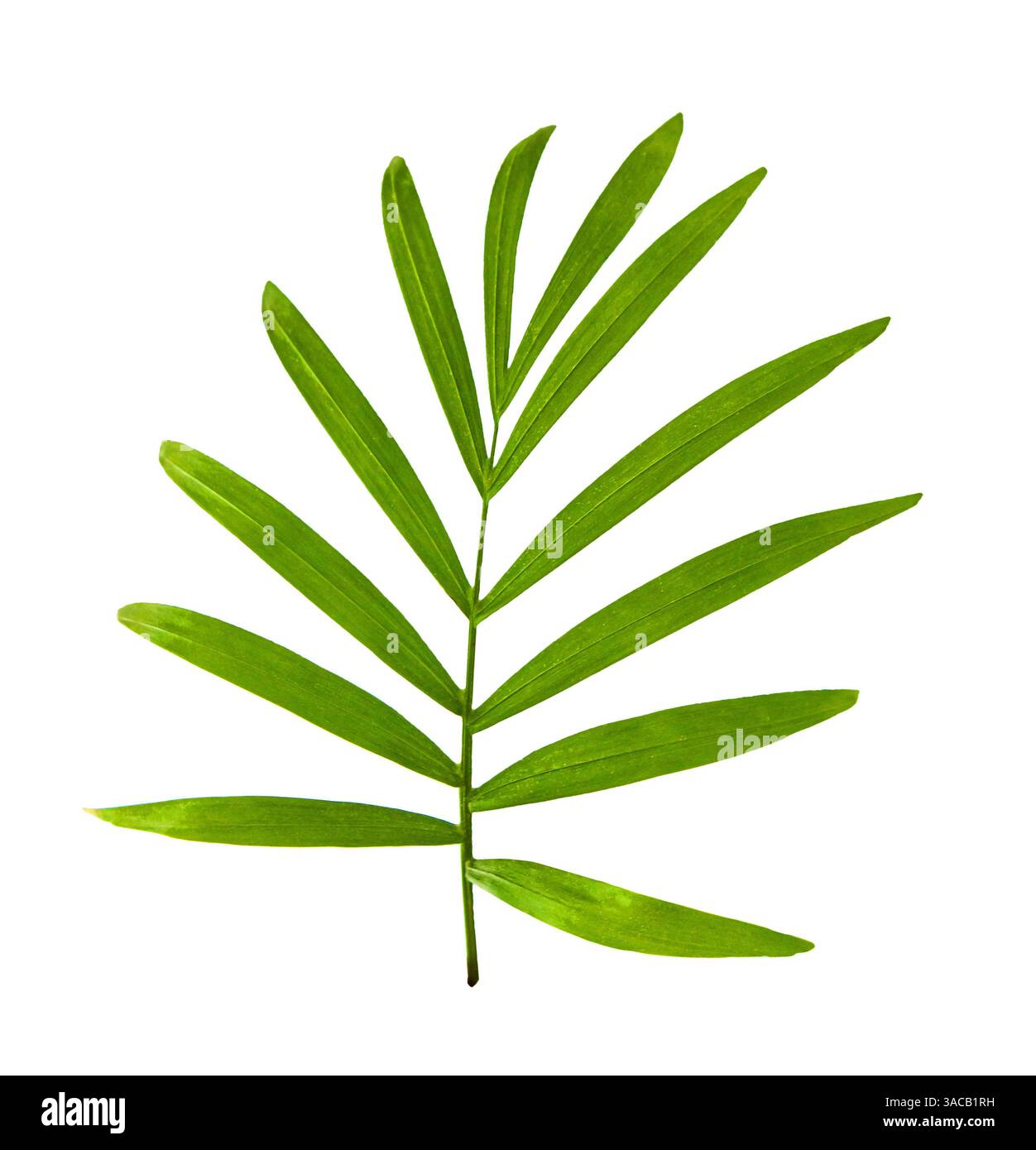 Howea Palmenblatt isoliert auf weißem Hintergrund. Grüne Palmenblätter isoliert auf weißem Hintergrund mit Beschneidungspfad. Stockfoto