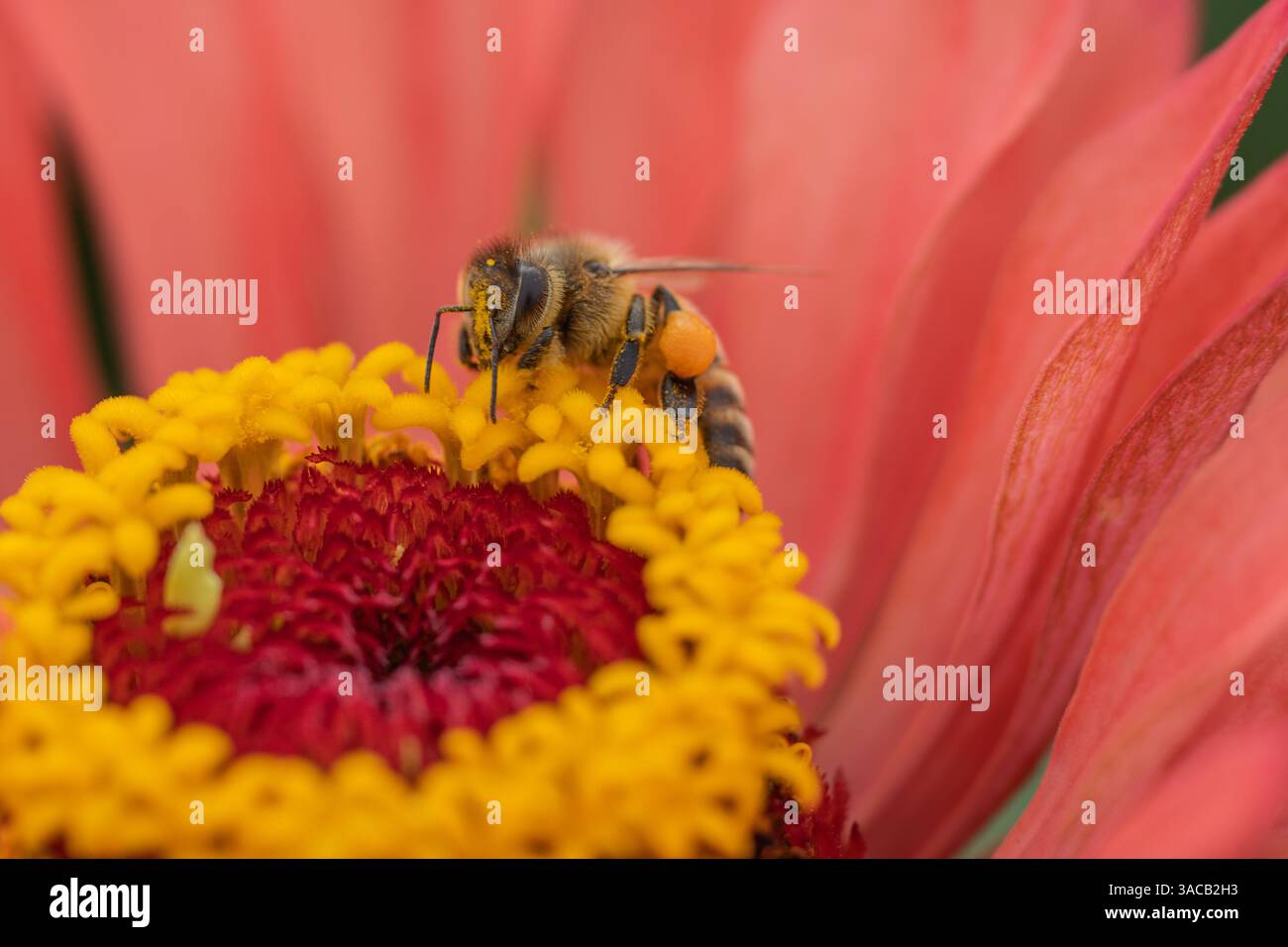 Honigbiene (APIs mellifera) mit Pollenkörben auf roter Blume im Sommergarten Stockfoto