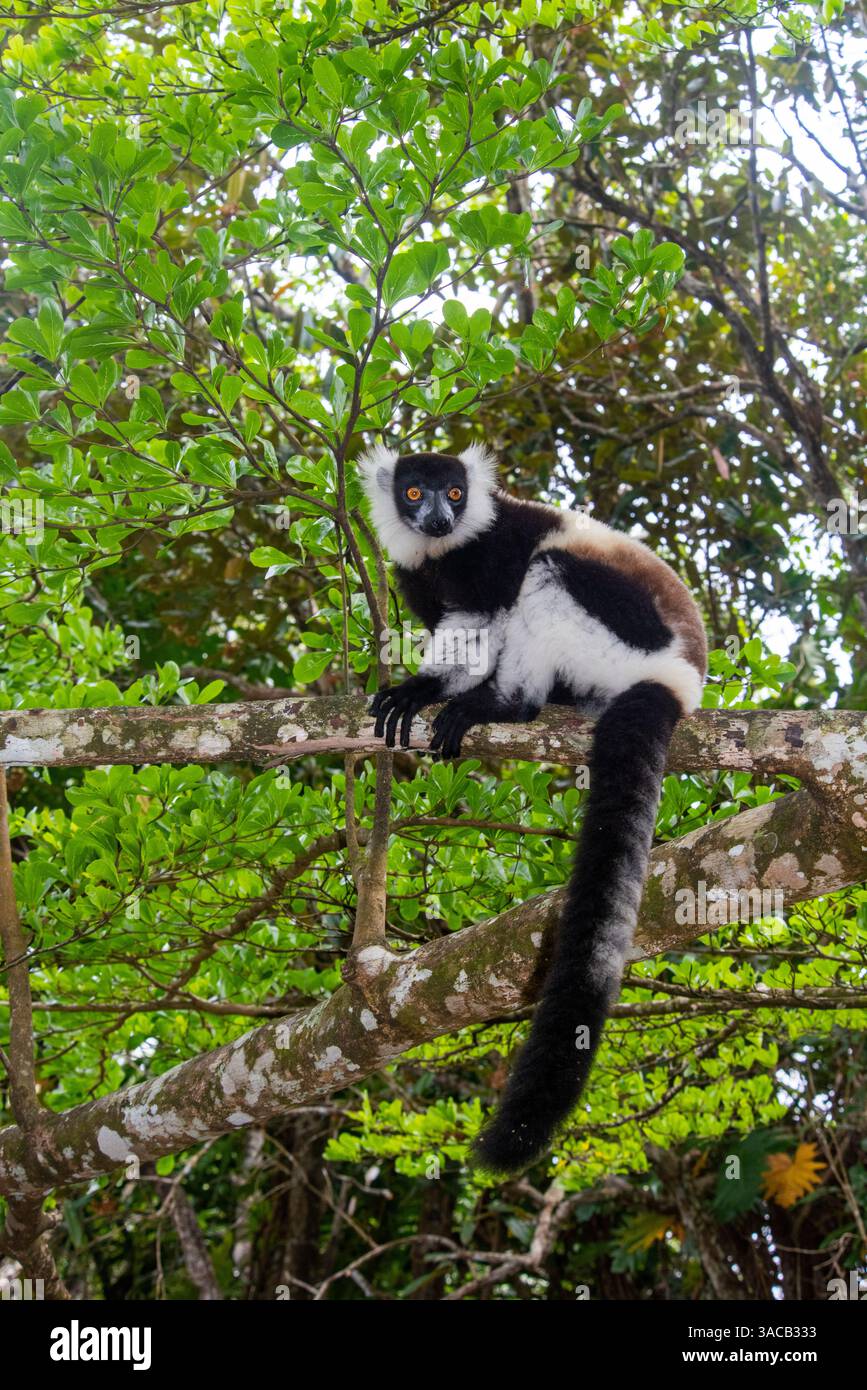 Afrika, Madagaskar, Akanin'ny Nofy, Palmarium Reserve. Schwarz-weiß geraffte Lemur. Stockfoto