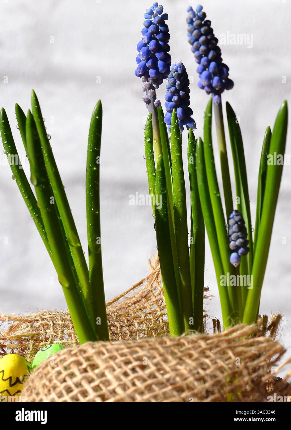 Traubenhyazinthen Blume für Ostern Stockfoto