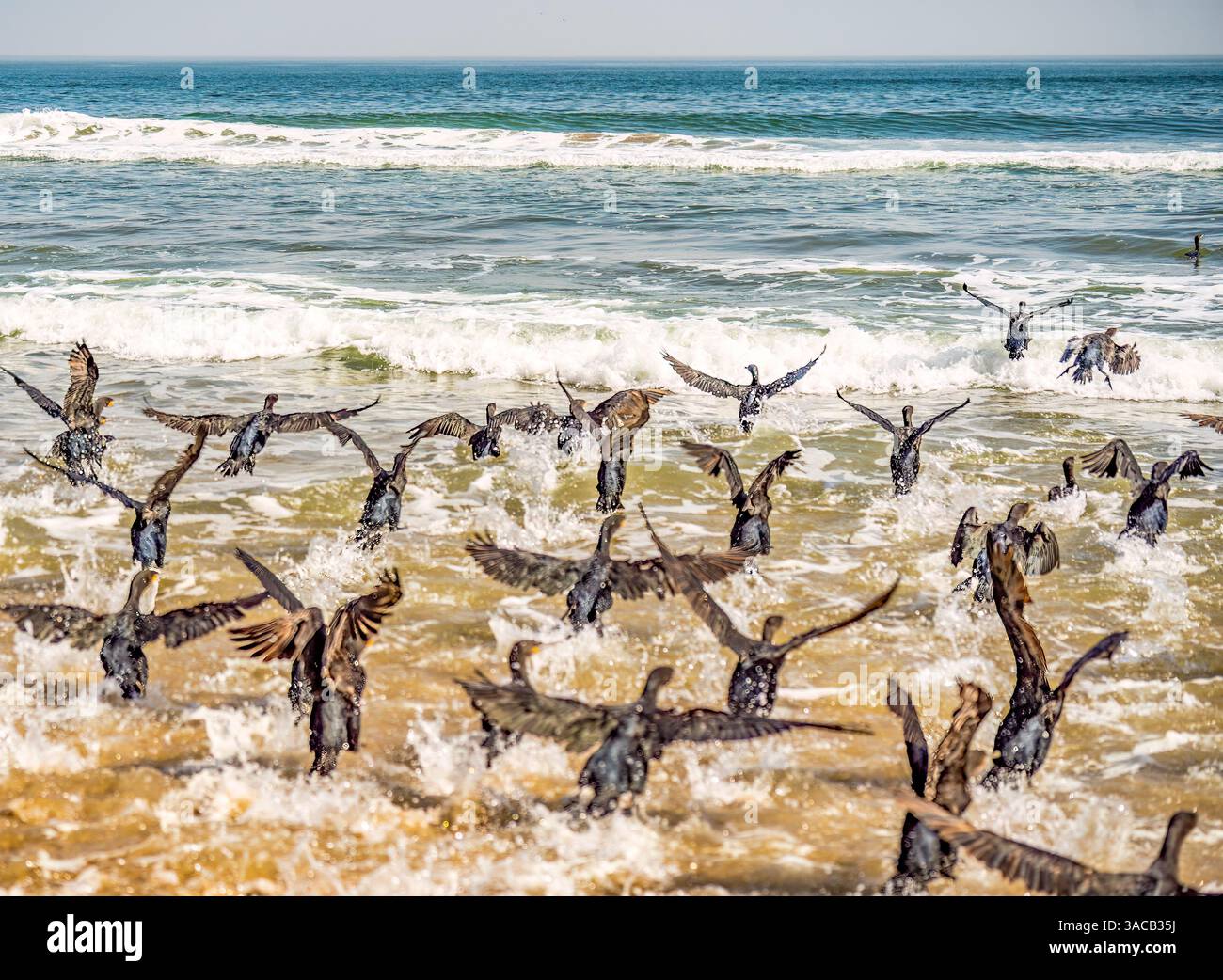 Skeleton Coast, Namibia, Afrika. Porträt der Kap-Kormorane oder Cape Shag, ein Vogel, der an den südwestlichen Küsten Afrikas endemisch ist. Stockfoto
