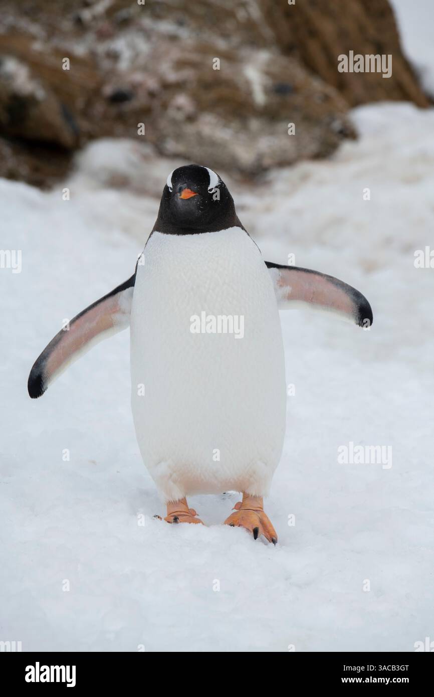 Antarktis, Brown Bluff. Gentoo-Pinguin. Stockfoto