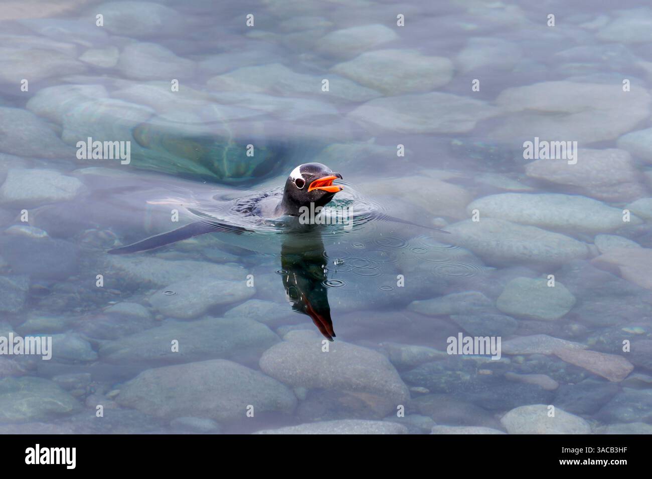 Südlicher Ozean, Antarktis, Cuverville Island. Ein einziger Pinguin sticht seinen Kopf über das klare Wasser. Stockfoto