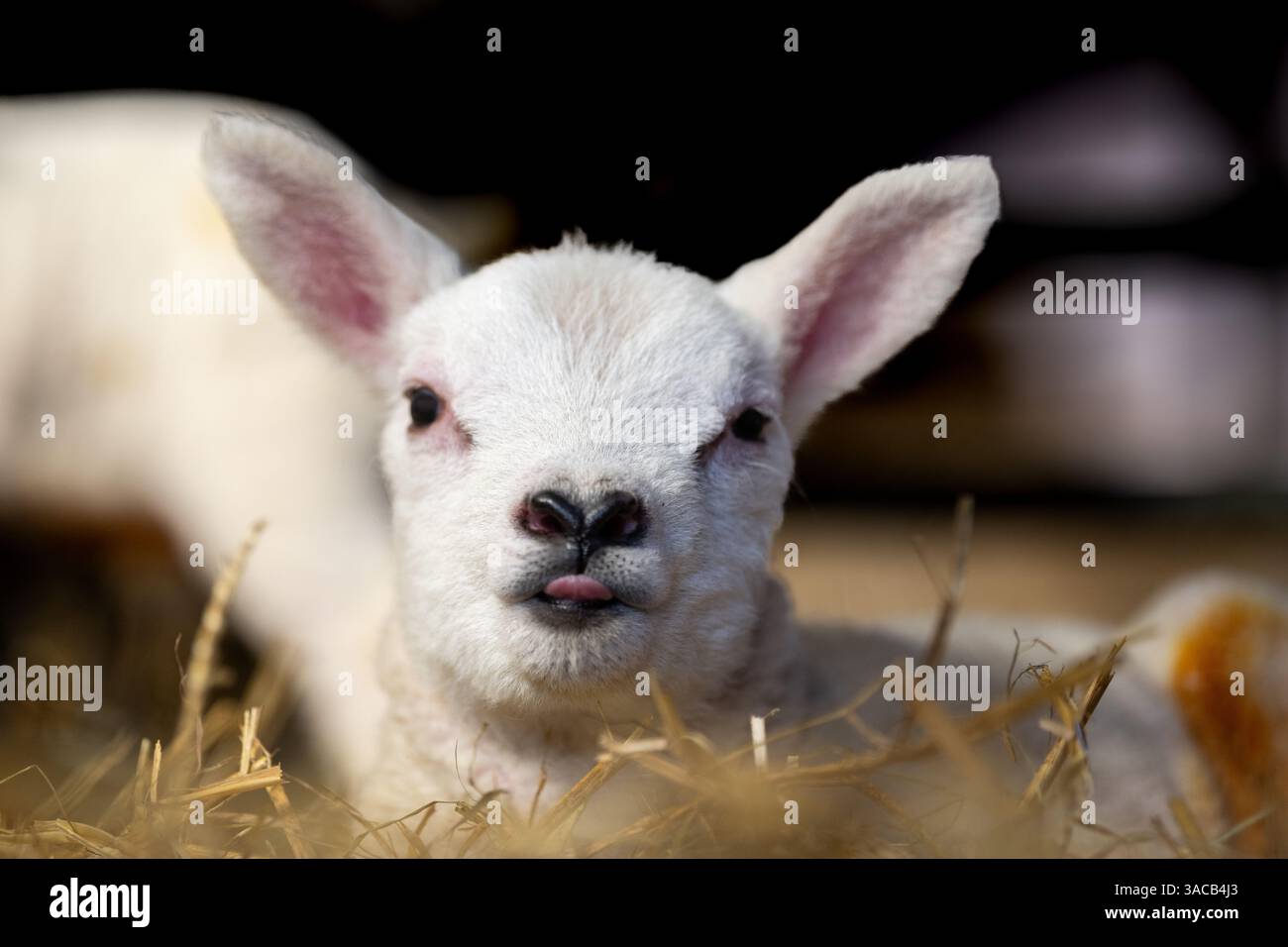 Verschlafenes, weißes Lämmer, das in einem Lammhäuschen auf einer Dales Farm im Strohhalm sitzt. Wensleydale, North Yorkshire, Großbritannien. Stockfoto