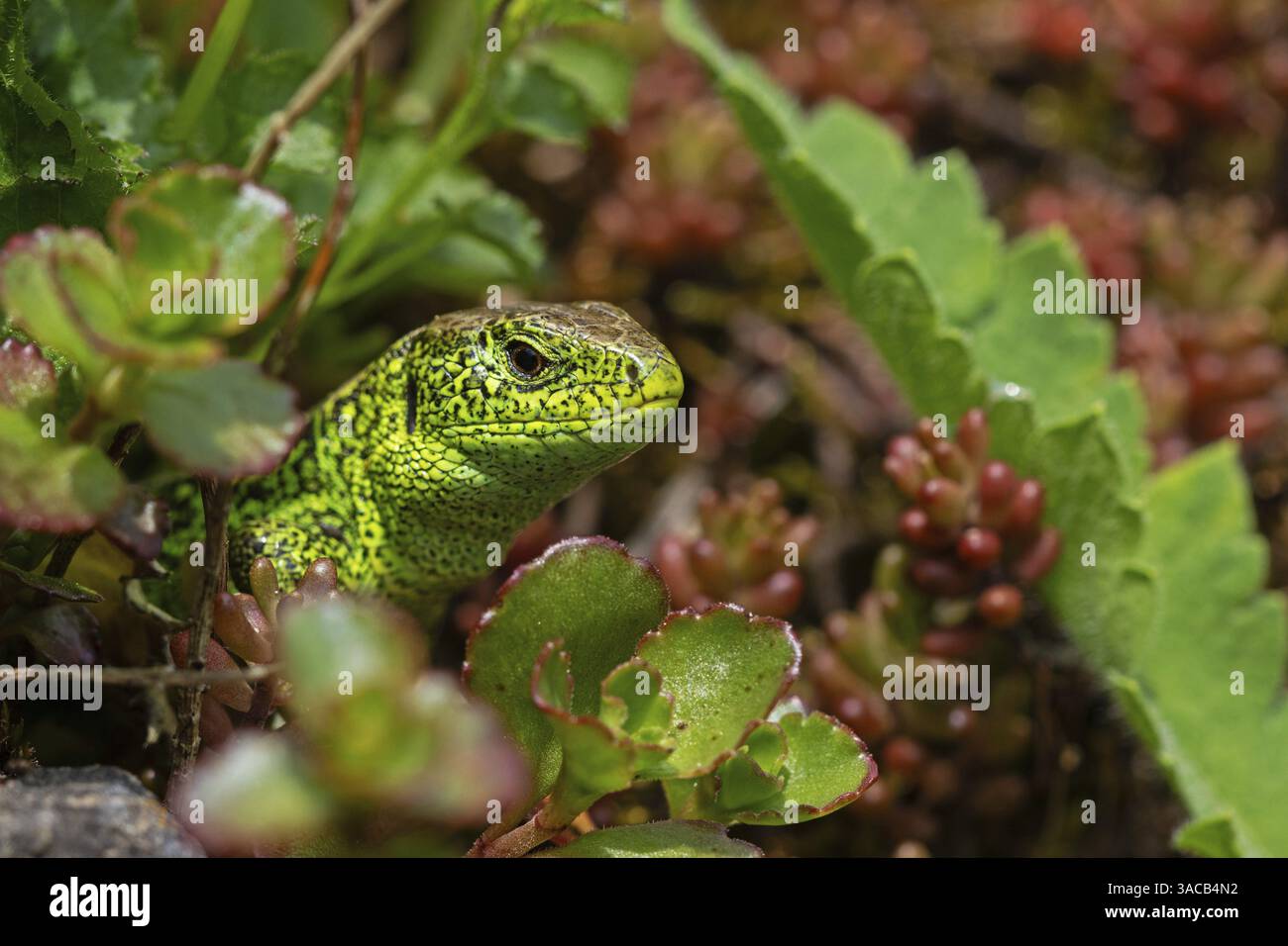 Sandeidechse (Lacerta agilis), Klettertouren auf Felsen, Tiere, Tiere, Reptilien, Reptilien, schuppige Eidechsen, Eidechsen, Sandeidechsen, echte Eidechsen, männlich, Baden-Wuert Stockfoto