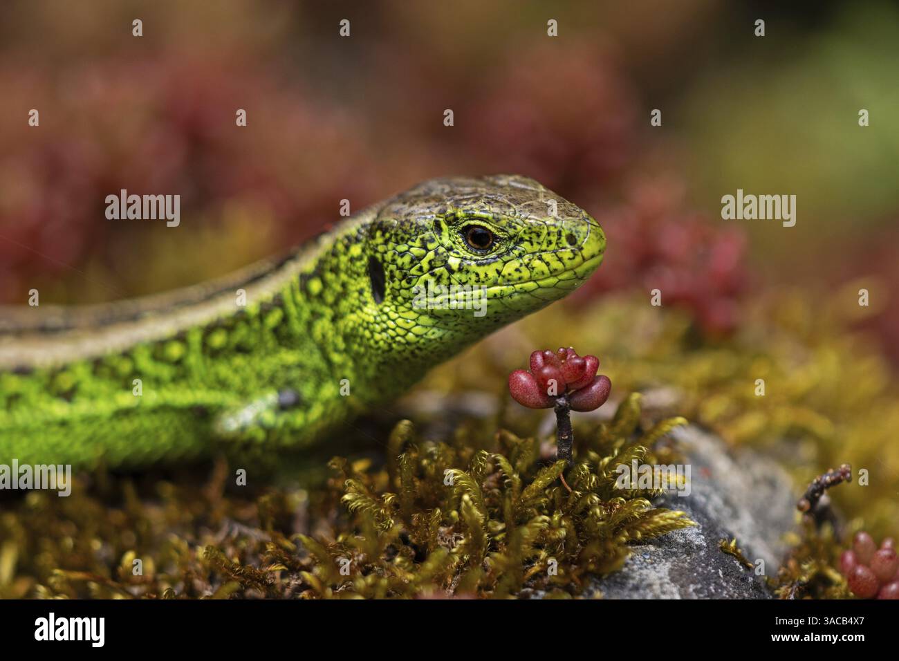 Sandeidechse (Lacerta agilis), Klettertouren auf Felsen, Tiere, Tiere, Reptilien, Reptilien, schuppige Eidechsen, Eidechsen, Sandeidechsen, echte Eidechsen, männlich, Baden-Wuert Stockfoto