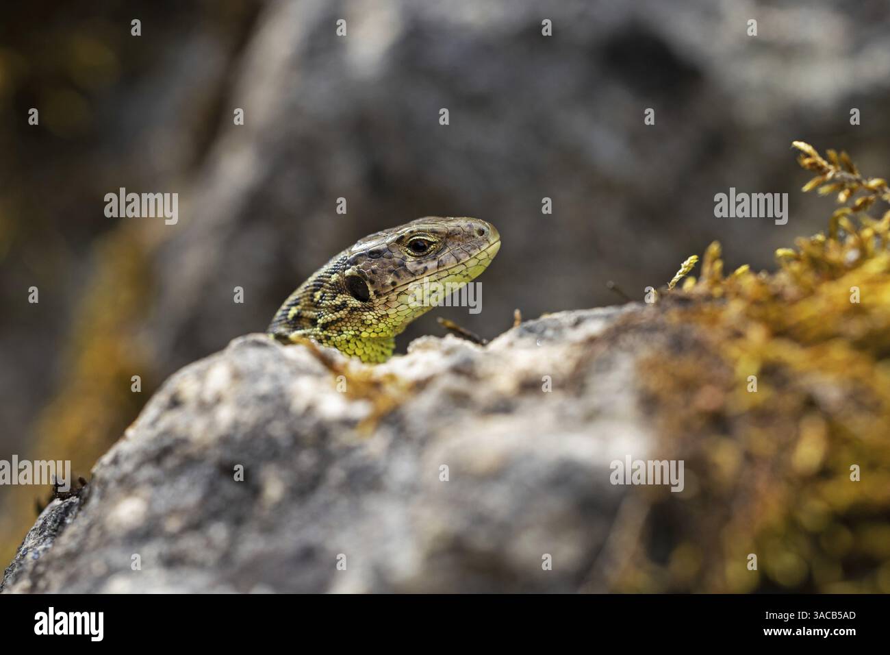 Sandeidechse (Lacerta agilis), Klettertouren auf Felsen, Tiere, Tiere, Reptilien, Reptilien, schuppige Eidechsen, Eidechsen, Sandeidechsen, echte Eidechsen, Baden-Württemberg Stockfoto