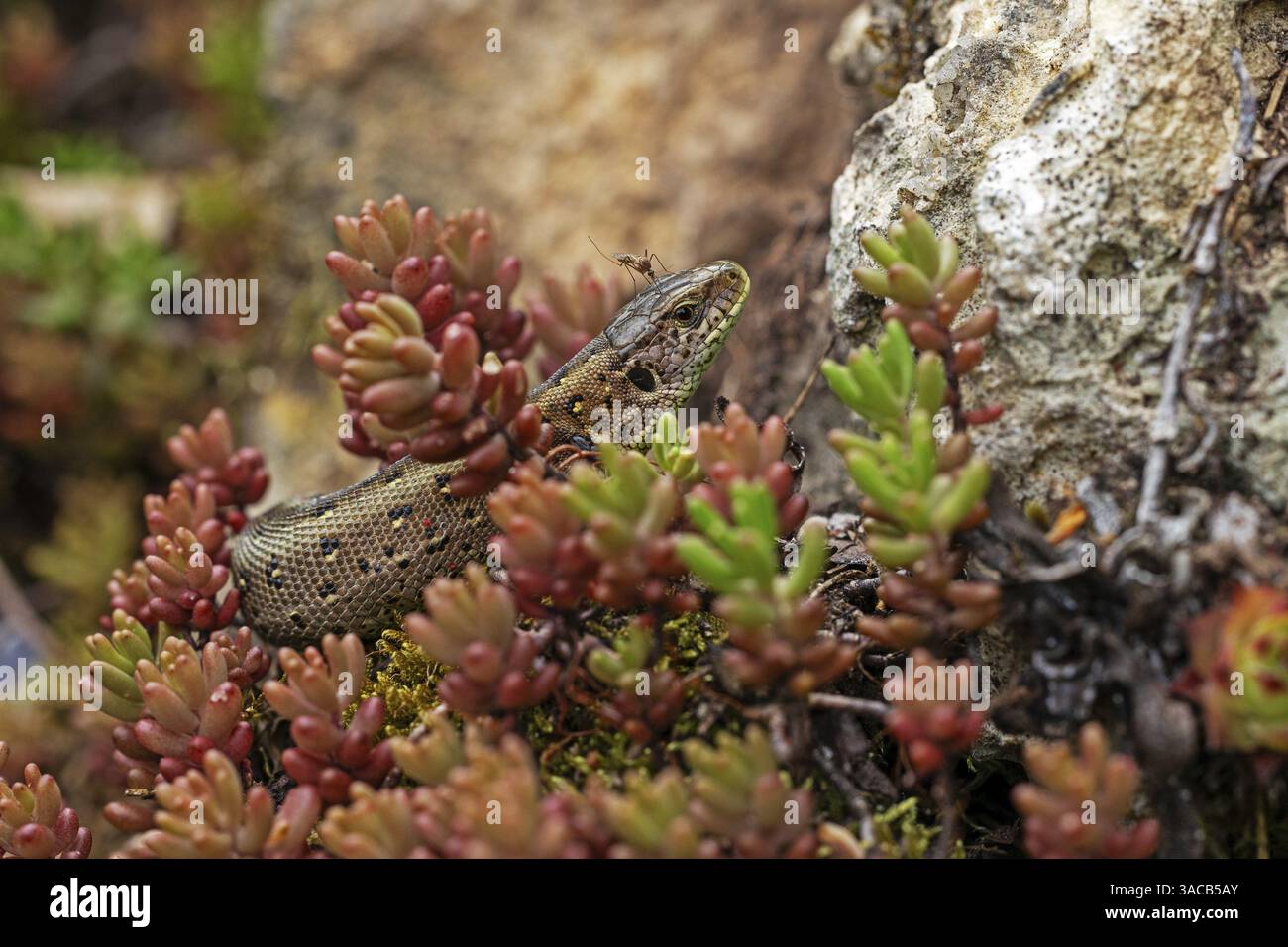 Sandeidechse (Lacerta agilis), Klettertouren auf Felsen, Tiere, Tiere, Reptilien, Reptilien, schuppige Eidechsen, Eidechsen, Sandeidechsen, echte Eidechsen, weiblich, Baden-Wi¿½ Stockfoto