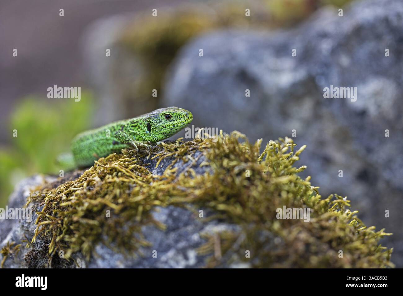 Sandeidechse (Lacerta agilis), Klettertouren auf Felsen, Tiere, Tiere, Reptilien, Reptilien, schuppige Eidechsen, Eidechsen, Sandeidechsen, echte Eidechsen, Baden-Württemberg Stockfoto