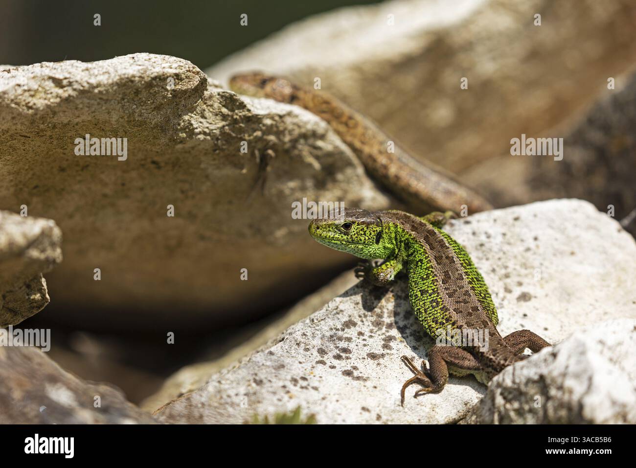 Sandeidechse (Lacerta agilis), Klettertouren auf Felsen, Tiere, Tiere, Reptilien, Reptilien, schuppige Eidechsen, Eidechsen, Sandeidechsen, echte Eidechsen, Baden-Württemberg Stockfoto