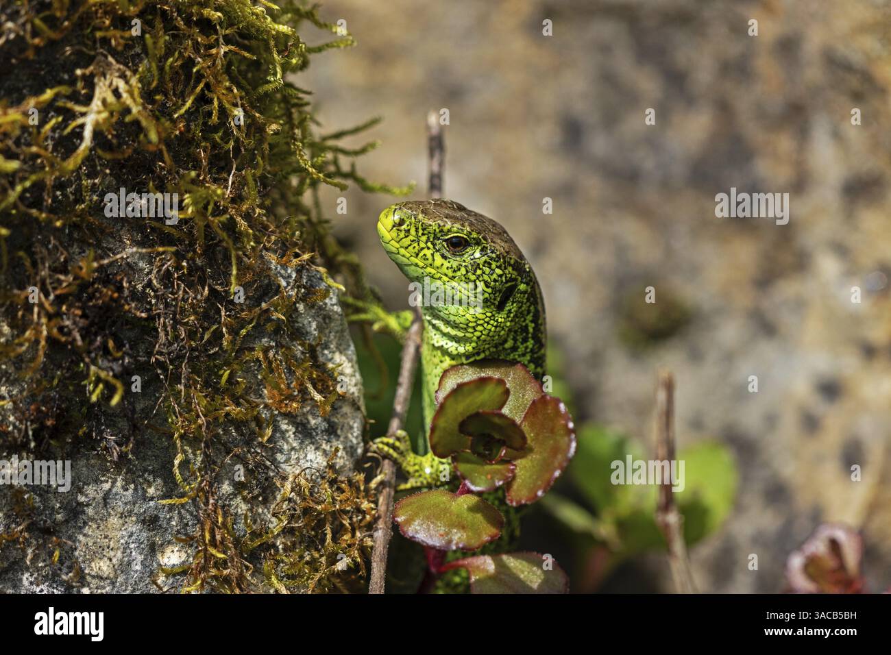 Sandeidechse (Lacerta agilis), Klettertouren auf Felsen, Tiere, Tiere, Reptilien, Reptilien, schuppige Eidechsen, Eidechsen, Sandeidechsen, echte Eidechsen, männlich, Baden-Wuert Stockfoto