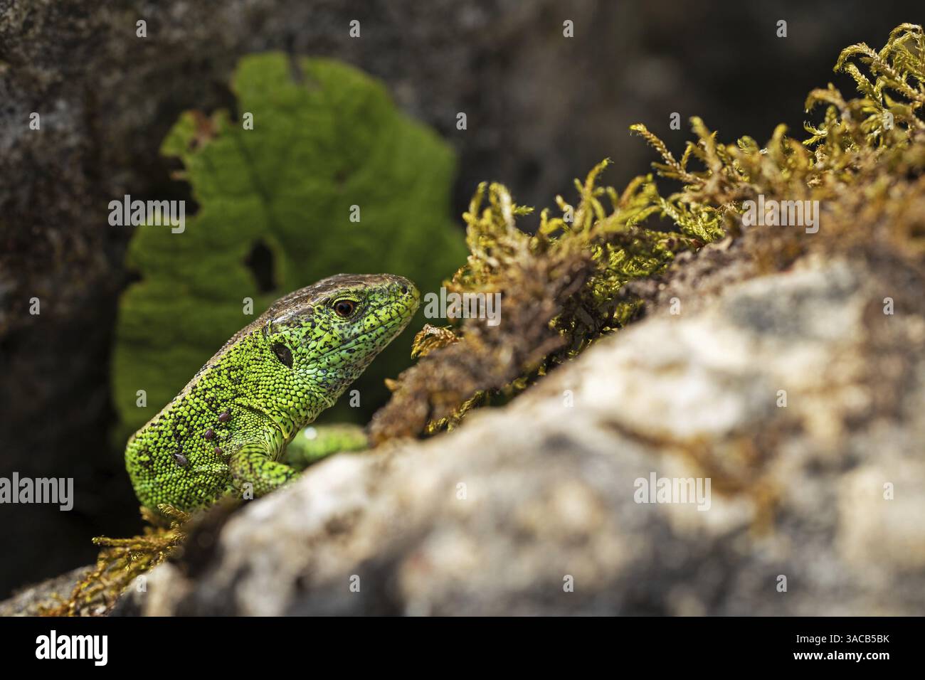 Sandeidechse (Lacerta agilis), Klettertouren auf Felsen, Tiere, Tiere, Reptilien, Reptilien, schuppige Eidechsen, Eidechsen, Sandeidechsen, echte Eidechsen, Baden-Württemberg Stockfoto