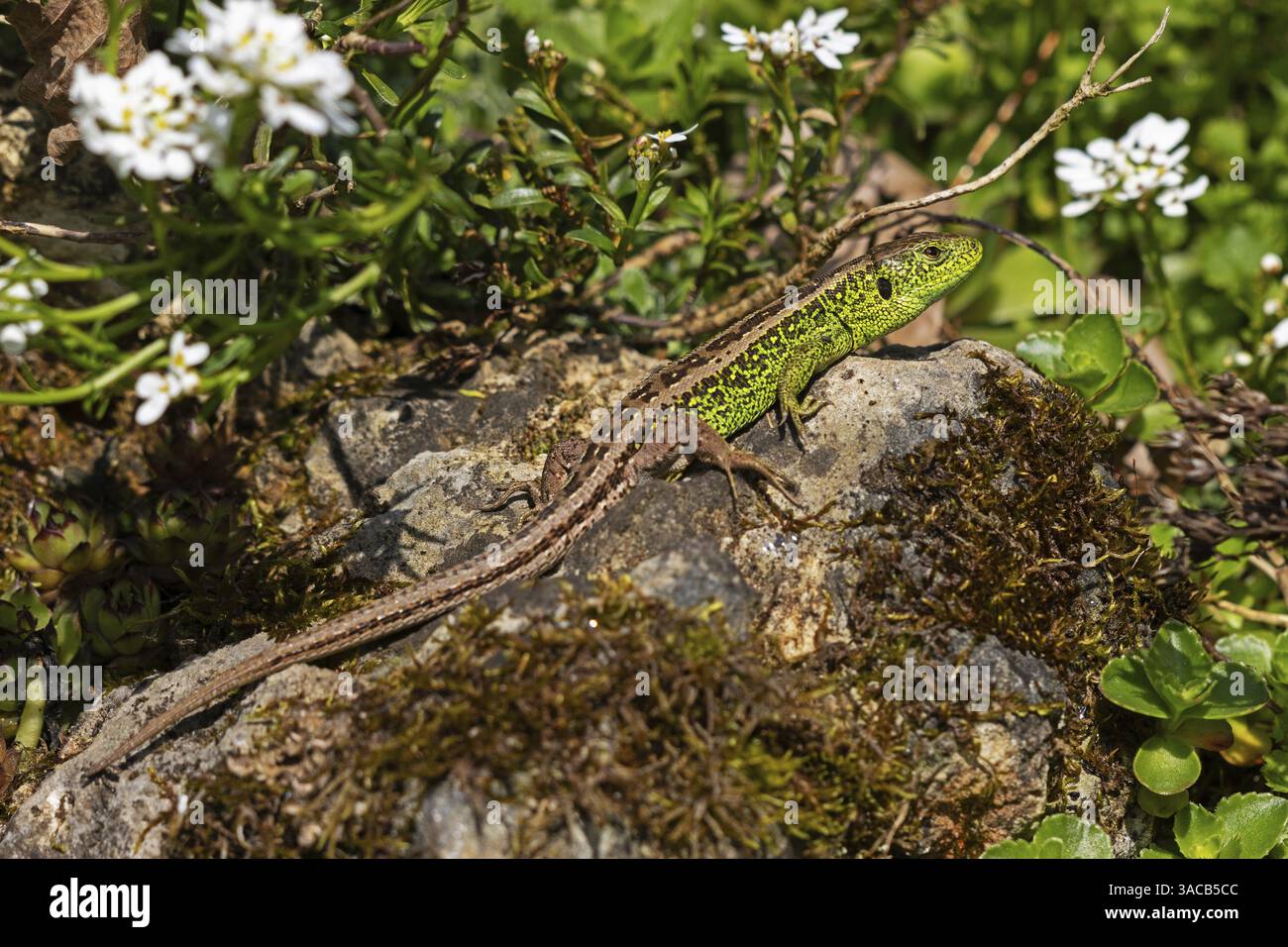Sandeidechse (Lacerta agilis), Klettertouren auf Felsen, Tiere, Tiere, Reptilien, Reptilien, schuppige Eidechsen, Eidechsen, Sandeidechsen, echte Eidechsen, männlich, Baden-Wuert Stockfoto