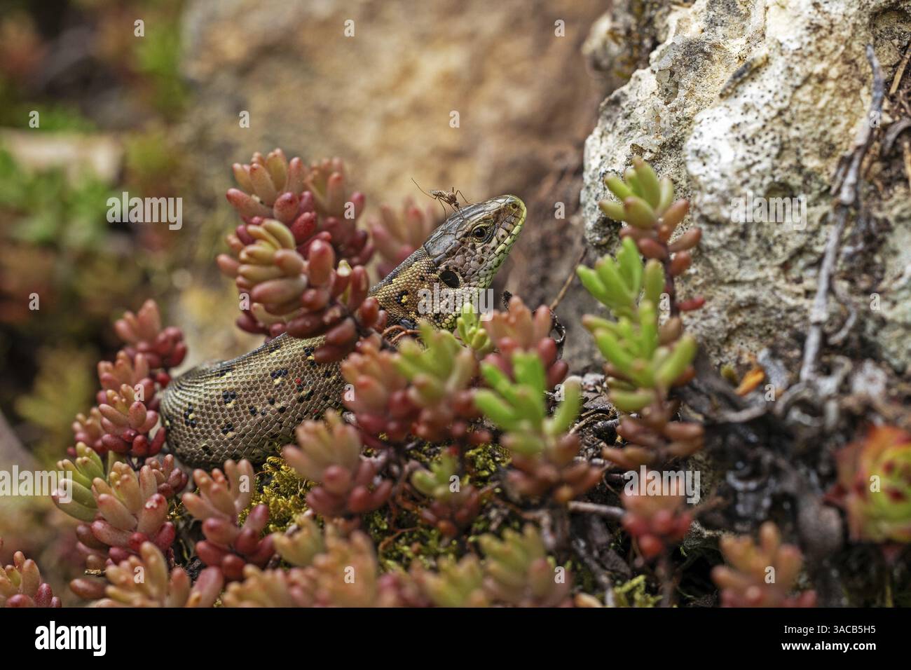Sandeidechse (Lacerta agilis), Klettertouren auf Felsen, Tiere, Tiere, Reptilien, Reptilien, schuppige Eidechsen, Eidechsen, Sandeidechsen, echte Eidechsen, weiblich, Baden-Wi¿½ Stockfoto