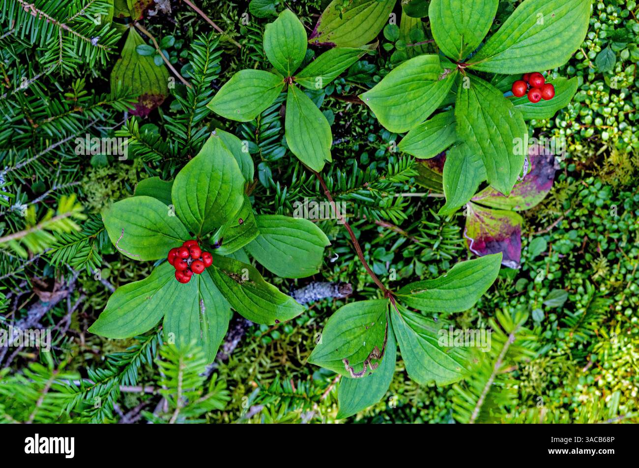 Quebec, Havre-Saint-Pierre, Kanada. Archipel-Nationalpark, kanadische Bunchberry, Stockfoto