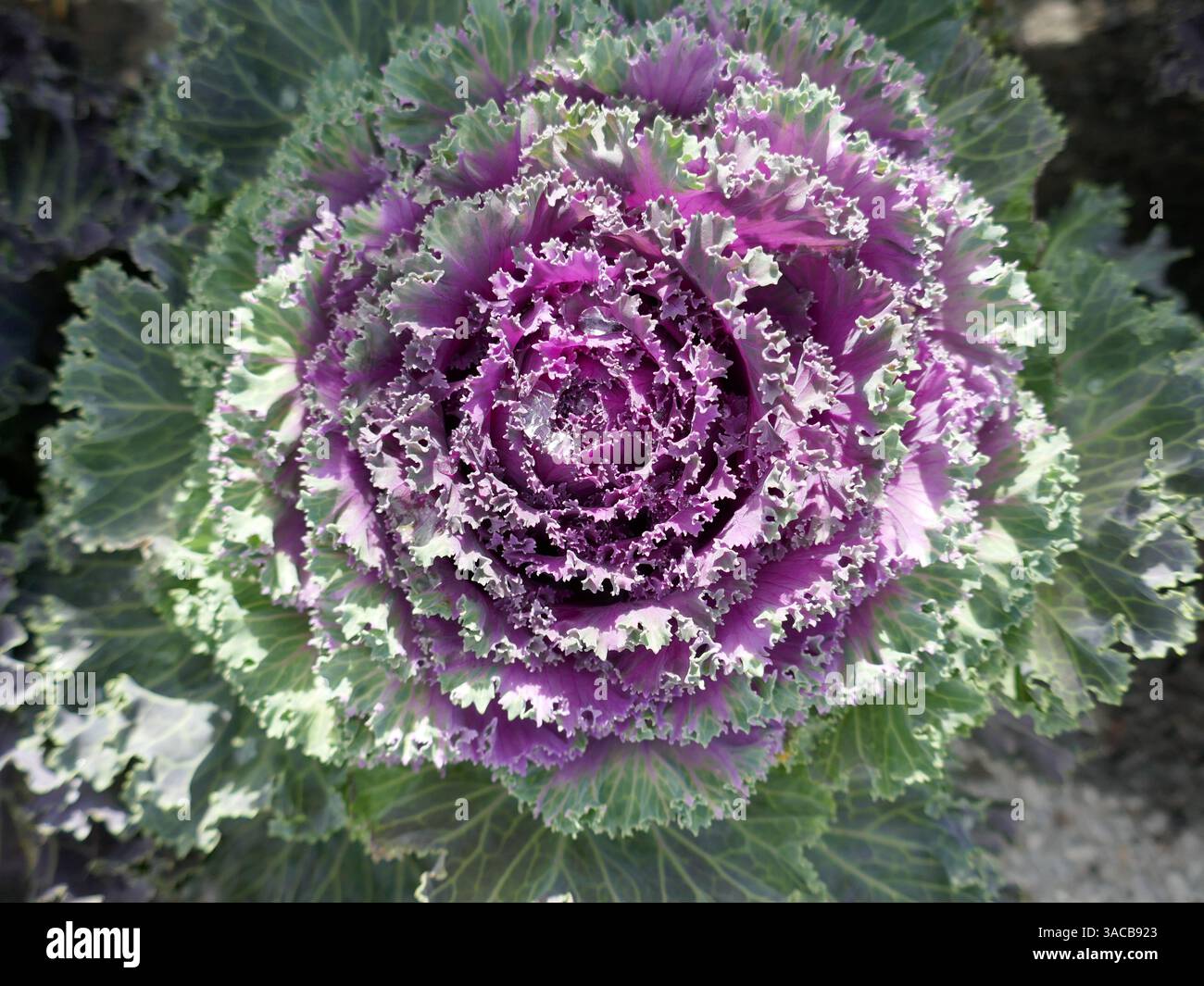Zierkohl wächst von oben nach unten Stockfoto