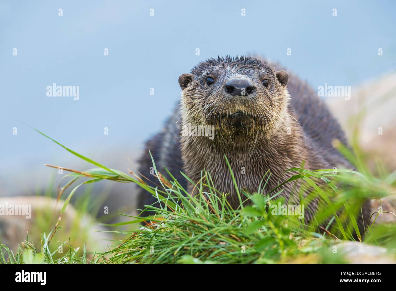 Flussotter halten für einen Blick auf die Suche nach dem Churchill River im Norden von Manitoba Stockfoto